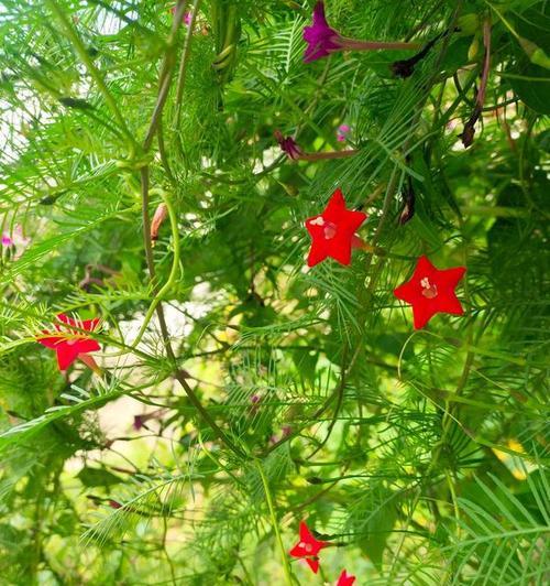 五角星花的寓意（探究五角星花的象征意义及文化内涵）