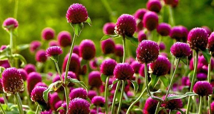 五叶草的花语（五叶草花语的解读及其寓意）