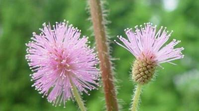 五叶草的花语（五叶草花语的解读及其寓意）
