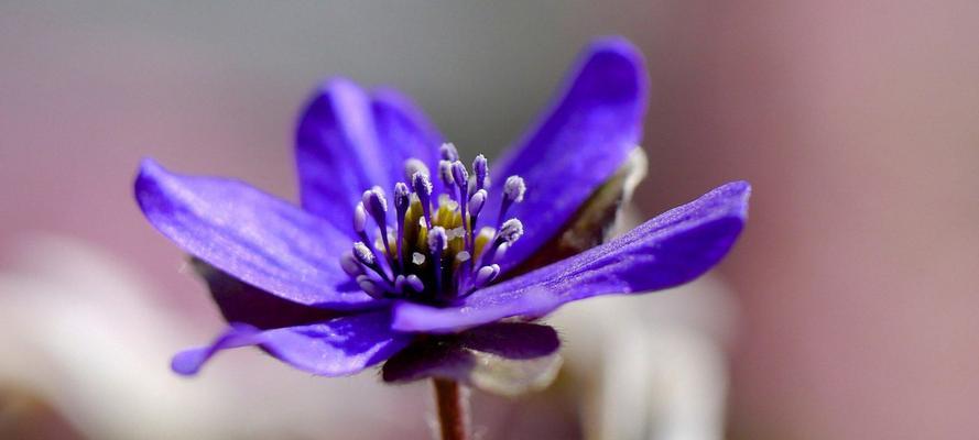 五叶草的花语（五叶草花语的解读及其寓意）