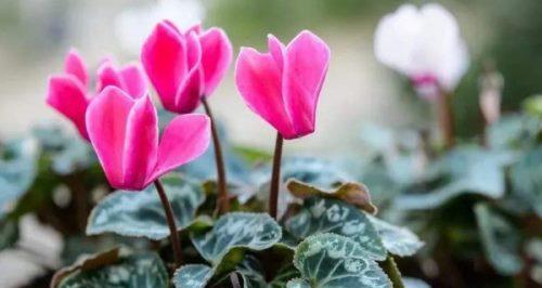 以仙客来花语的神秘寓意（揭开花朵背后的心语之门）