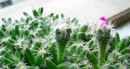 仙人球——神秘之美（探索仙人球的花语与美丽传说）