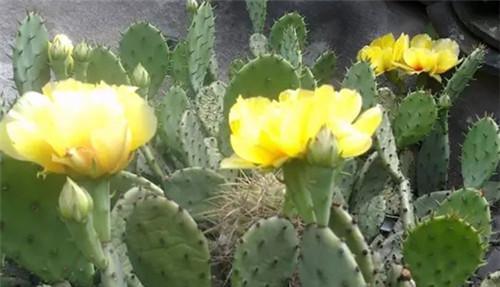 仙人掌的花语和象征意义（探索仙人掌的花语）