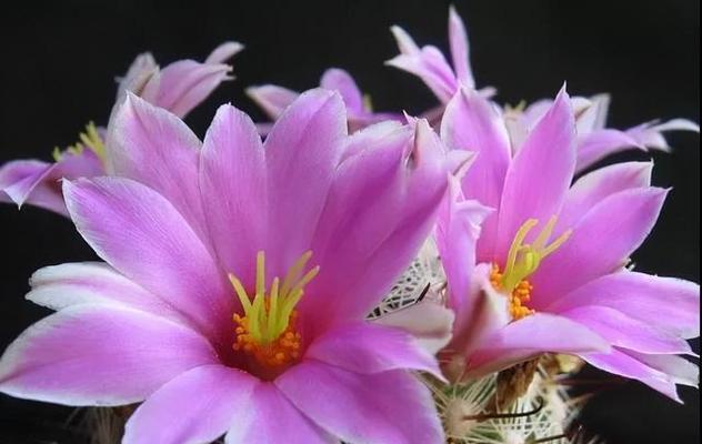 仙人掌之花语与寓意（揭秘仙人掌的花语意义）
