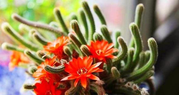 仙人掌花语之奇妙传说（揭开仙人掌的世界）