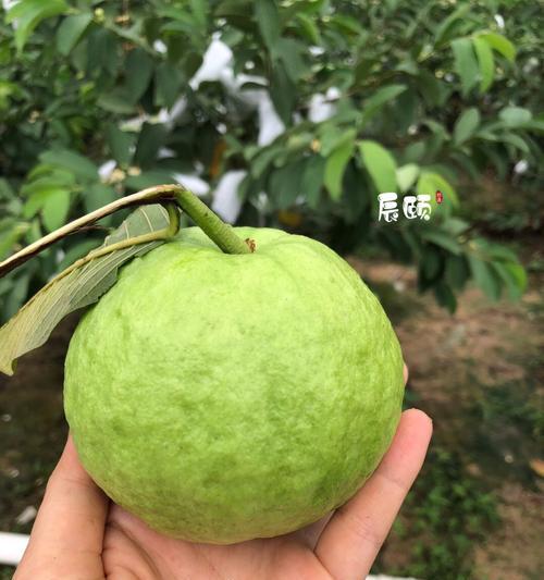 芭乐生长温度与生长期的关系（影响芭乐生长的温度条件及适宜生长温度的调控）