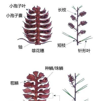 霸王鞭打顶（霸王鞭打顶的时间）