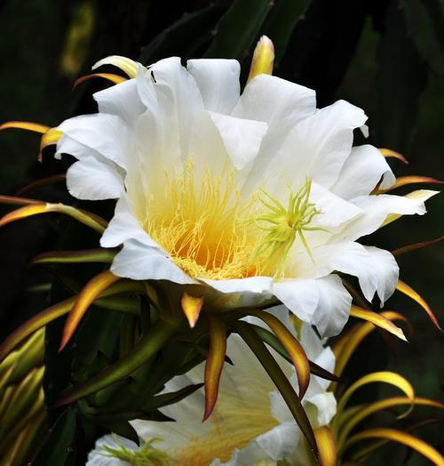 霸王花——花中的霸主