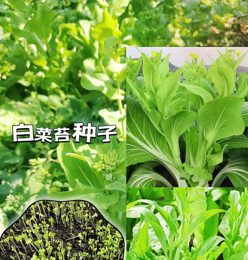 白菜种子泡种时间及种植方法详解（正确泡种确保良好发芽）