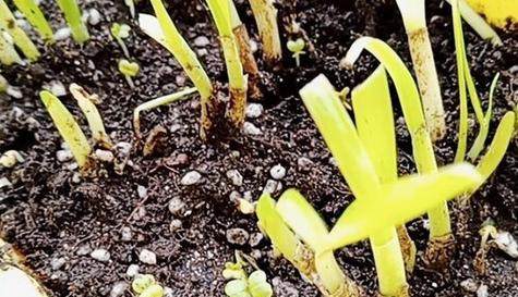 白菜种子泡种时间及种植方法详解（正确泡种确保良好发芽）