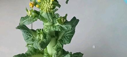 白菜开花的原因及应对方法（了解白菜开花）