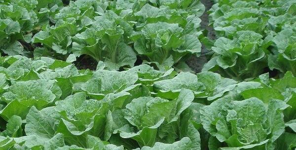 北方大白菜种植的最佳时间（掌握种植时间）