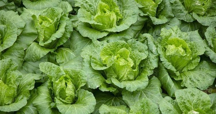 白菜施肥要点剖析（科学施肥）