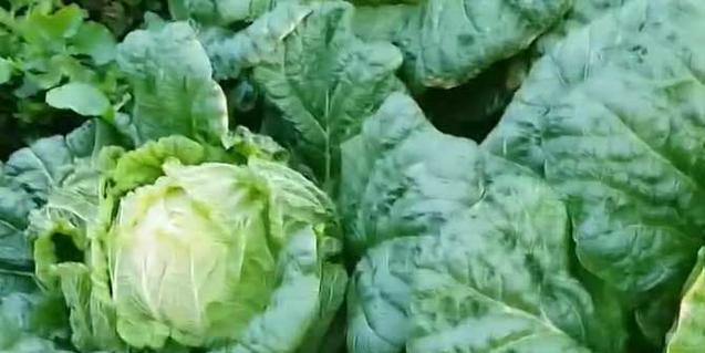 揭秘白菜真正的植物分类（白菜到底是被子植物还是单子叶植物）