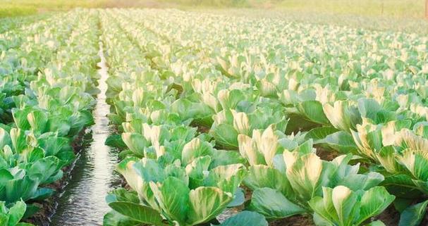 白菜怎么浇水（营养浇水）