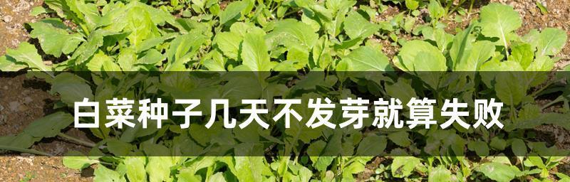 小白菜种子发芽时间及方法（种植小白菜的窍门）