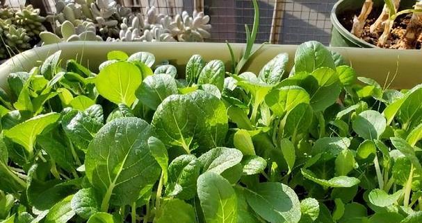 大白菜种子的种植方法（学会这些技巧）