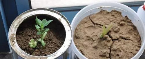 人血白蛋白到底能不能浇花（探讨人血白蛋白对植物生长的影响）