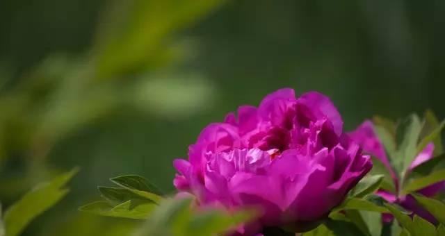 牡丹花语（中华园艺之宝）