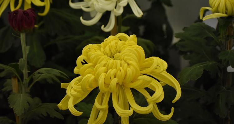 南通市花菊花的象征与意义（揭示南通市花菊花的内涵及文化价值）