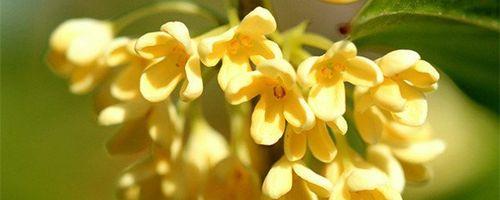 日照市花桂花的象征意义（桂花的花语与文化内涵）