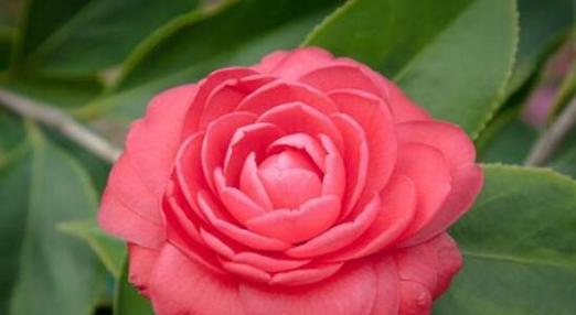 山茶花（美丽的山茶花和它所代表的象征意义）
