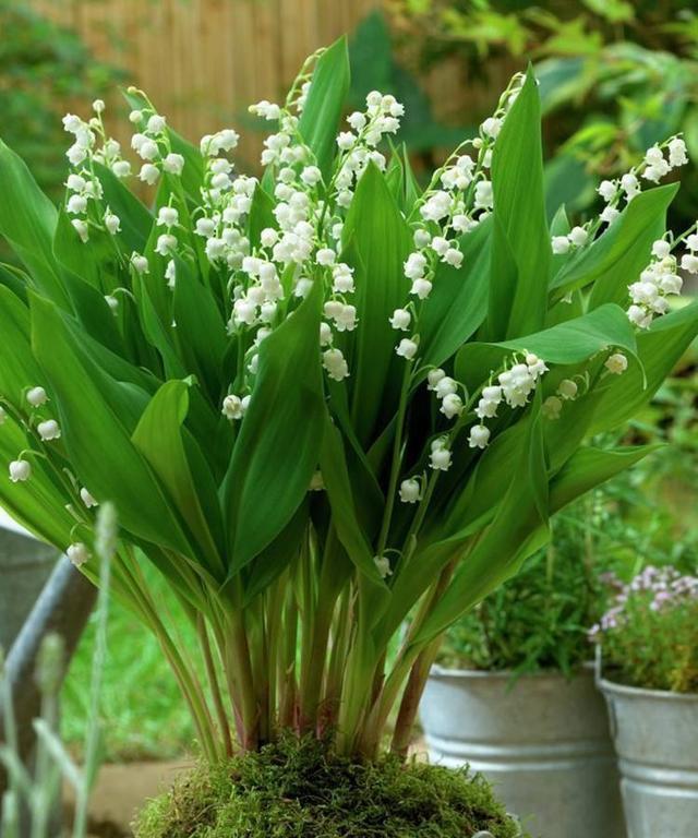 以白色百合代表纯洁（用花语传递纯洁的美好）