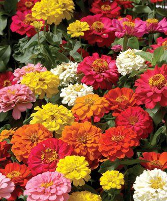 感谢之花（以花为媒）