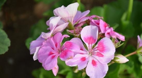 母爱如花（以花为媒）