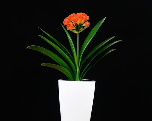 花开平安，祈愿心灵宁静（以白菊代表平安的寓意与传承）
