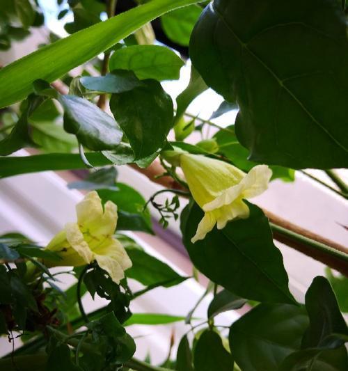 以牡丹花代表幸福的象征意义（传承千年的幸福花海）