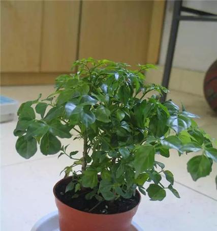 以牡丹花代表幸福的象征意义（传承千年的幸福花海）