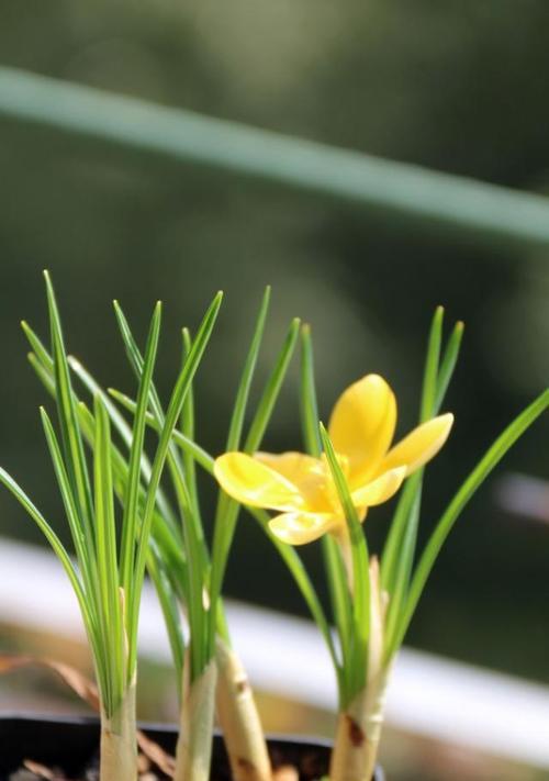 以莲花代表重生的主题（莲花的美丽与坚韧）
