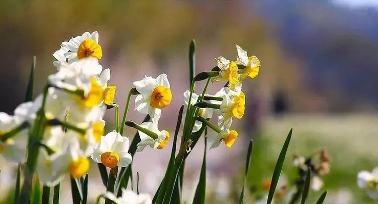 以向日葵为主题的花语——帮助与关怀（阳光下的力量与温暖）