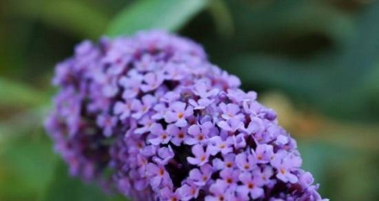 《被救赎的花语——以百合花为主题的故事》（用花语述说救赎的力量与美好）