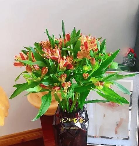 深情无常，变态的爱——以玫瑰花的花语为主题的文章（揭秘玫瑰花的隐藏情感）