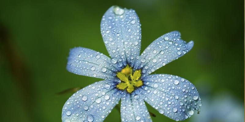 勿忘我，永远的思念（花开花落）
