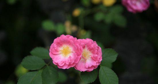 残忍之花（美丽背后的残酷现实）