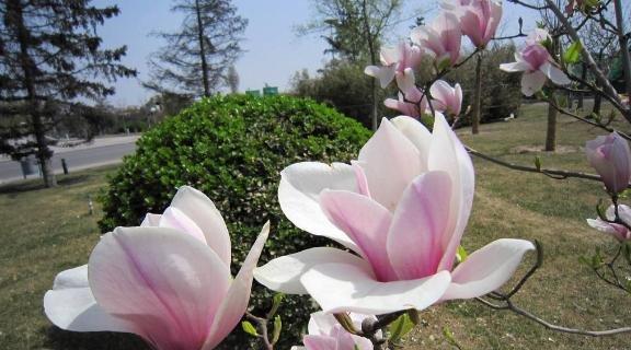 友情花开，无尽真挚（以玫瑰花为主角）