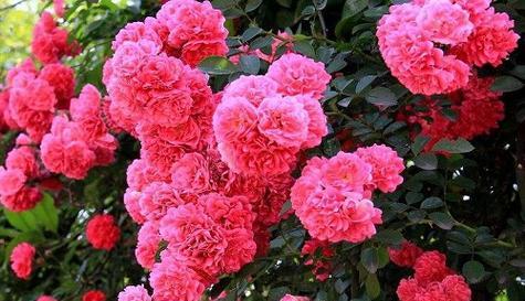 纯洁无瑕——以白玫瑰花为主题的美好花语（花开晨曦）