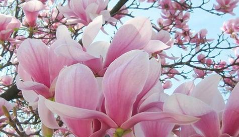 等我——以红玫瑰花语为主题的文章（红玫瑰花语诠释爱的真挚与坚定）