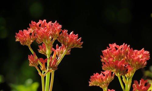 等我——以红玫瑰花语为主题的文章（红玫瑰花语诠释爱的真挚与坚定）