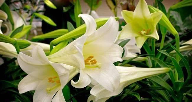 奉献之花——百合的花语（传递爱与奉献的美好）