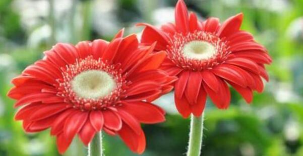 感恩之花——康乃馨的花语（以鲜花表达感激之情）