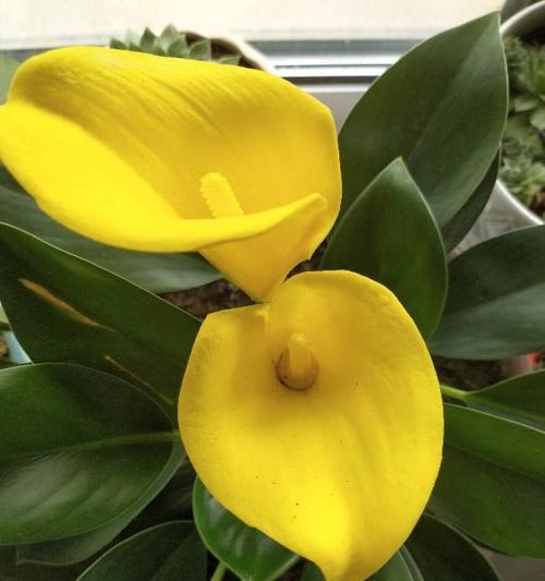 幸运之花——四叶草的花语（四叶草花语解读及象征好运的）