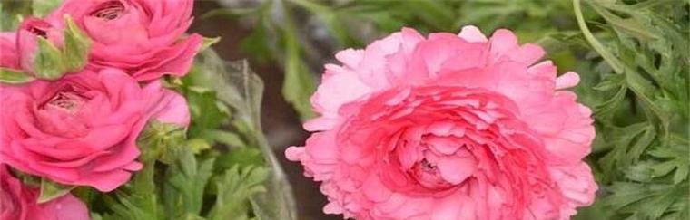 后悔的花语——以银莲花为例（揭开银莲花的花语之谜）