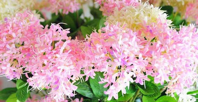 家人之爱（百合花）