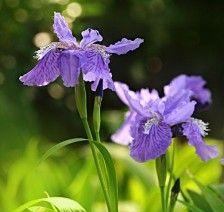 以郁金香的花语为主题的文章（郁金香）