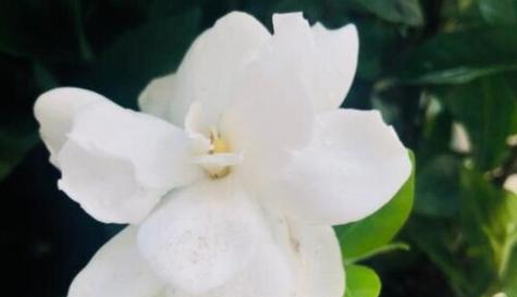 绝交花语——以什么花的花语是绝交（揭示友谊破裂的象征与含义）