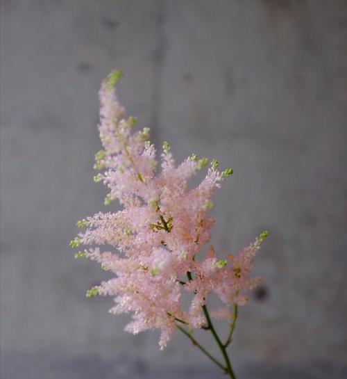 告别的花语——以玫瑰花为主题的文章（玫瑰花的花语传达离别之情）